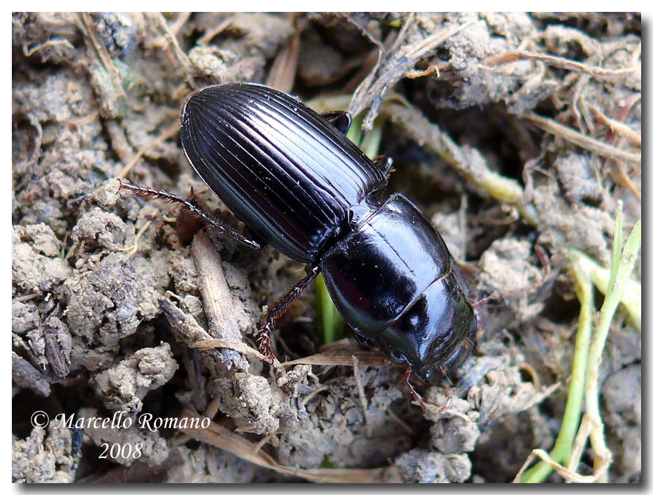 Un Acinopus sp. (Carabidae),  alla Foce del Belice (TP)